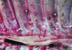 Bovine TB lesions are typically found in the lungs, chest cavity and rib cage of animals. They will be yellow to tan in colour and typically two to 20 millimetres in diameter.  |  Photo supplied by Saskatchewan environment ministry