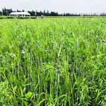 A 16-species cover crop is demonstrated in Melfort, Sask. | Janelle Rudolph photo