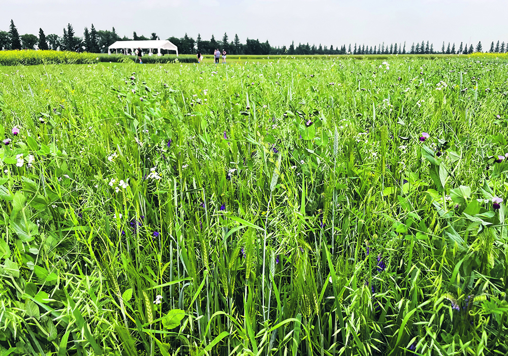 A 16-species cover crop is demonstrated in Melfort, Sask.  |  Janelle Rudolph photo
