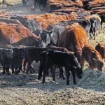 The author writes that we may never be truly ready for the next wave of livestock disease, but more can be done to ensure we are as prepared as possible. | File photo