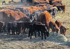 The author writes that we may never be truly ready for the next wave of livestock disease, but more can be done to ensure we are as prepared as possible.  |  File photo