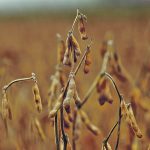 A recent crop tour in the United States forecast an average soybean yield of 54.9 bu. an acre. | File photo