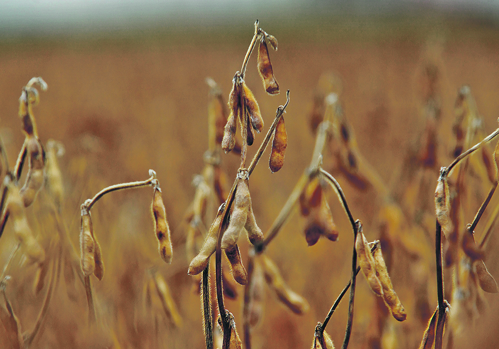 A recent crop tour in the United States forecast an average soybean yield of 54.9 bu. an acre.  |  File photo