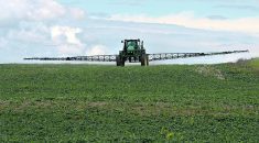 A recent research project, while in the early stages, has identified four herbicides that could possibly be used in tank mixes to replace glyphosate.  |  File photo