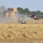 MarketsFarm analyst Bruce Burnett said there is no question that the early-harvested, drought-damaged crops have problems. He is primarily worried about malt barley because that crop is particularly vulnerable to heat damage. | File photo