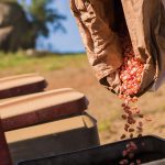Brazil plants corn all year round, and the first crop usually represents about 20 per cent of national output, while the second crop, which is planted later, after soybeans are harvested on the same fields, accounts for 75 per cent.
| Getty Images
