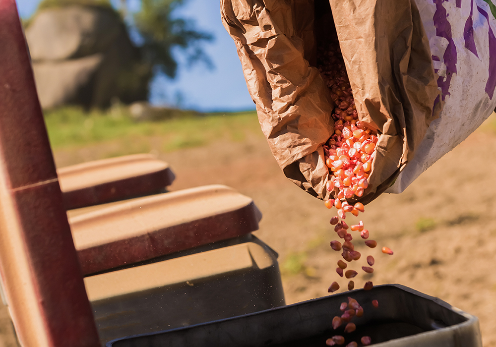 Brazil plants corn all year round, and the first crop usually represents about 20 per cent of national output, while the second crop, which is planted later, after soybeans are harvested on the same fields, accounts for 75 per cent.  | Getty Images
