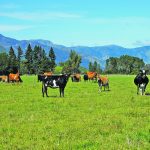 Producers in New Zealand have said the environmental policies that the coalition government is reversing would have made dairy and meat too costly to produce. | Reuters photo