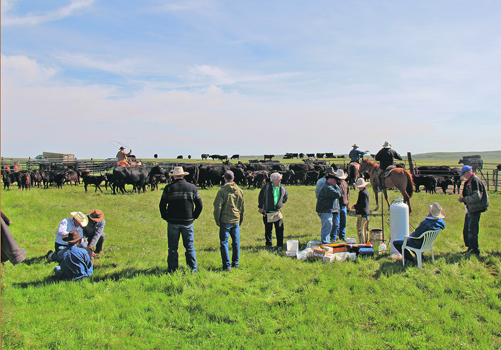 Reading vaccine labels ensures proper use and dosage, whether producers are branding or otherwise treating cattle.  |  File photo
