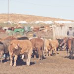 Implementation is not without challenges, says Andrea Stroeve-Sawa of Shipwheel Cattle Feeders. It’s hard to find employees who either know stockmanship or are willing to learn and implement it. | File photo