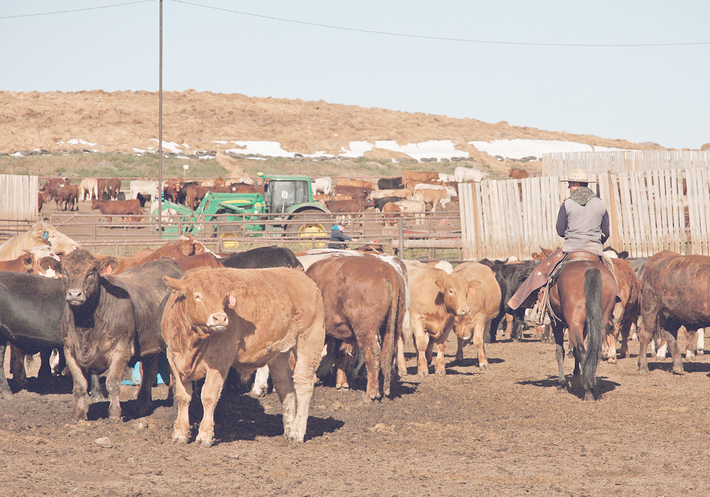 Implementation is not without challenges, says Andrea Stroeve-Sawa of Shipwheel Cattle Feeders. It’s hard to find employees who either know stockmanship or are willing to learn and implement it. | File photo