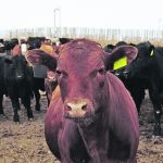 Instead of focusing too much on sensitive animals and riling them up, cattle handlers are instead encouraged to use them to help manage the rest of the group. | Canada Beef photo