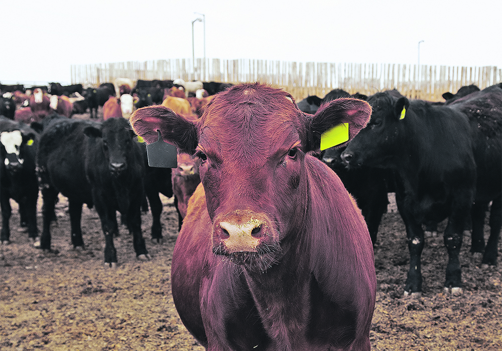 Instead of focusing too much on sensitive animals and riling them up, cattle handlers are instead encouraged to use them to help manage the rest of the group.  |  Canada Beef photo