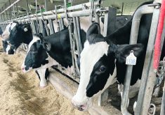 State animal and human health experts in three states who work closely with veterinarians and farmers said the government tally is likely an undercount because farmers are fearful of the economic hardship brought by a positive test, including being restricted from selling their milk or cattle for weeks. | File photo