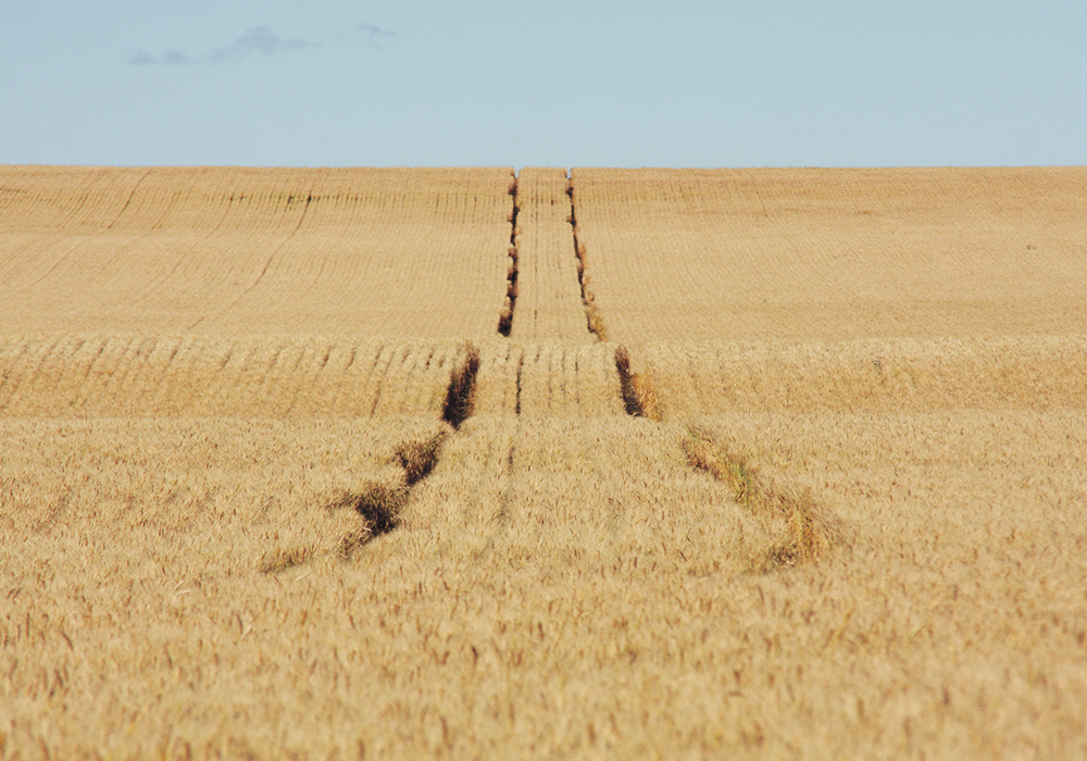 It’s important that producers choose the right product and timing for pre-harvest herbicides.  |  File photo