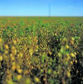 A bumper crop of Australian chickpeas could push down price and demand for Canadian peas. | File photo