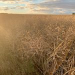 In the past, canola and pork have been convenient targets for creating quick pressure on Canada’s domestic economy. | File photo