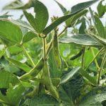 The U.S. Department of Agriculture forecast a record 124.9 million tonnes of U.S. soybean production in its latest World Agricultural Supply and Demand Estimates report, but analysts think it could be even larger than that. | Greg Berg photo