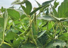 The U.S. Department of Agriculture forecast a record 124.9 million tonnes of U.S. soybean production in its latest World Agricultural Supply and Demand Estimates report, but analysts think it could be even larger than that.  |  Greg Berg photo