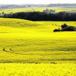 A recent U.S. Department of Agriculture study says convincing producers to alter their practices and add more crops to their rotation isn’t easy because the economics of crop production encourage the planting of high value crops such as canola. | File photo