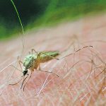 Mosquitoes not only spread viruses but also parasites, such as the one that causes heartworm infections in dogs and cats. | File photo