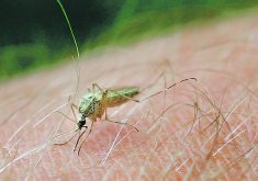 Mosquitoes not only spread viruses but also parasites, such as the one that causes heartworm infections in dogs and cats.  |  File photo