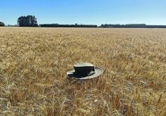 A hat in a field of AAC Westking wheat highlights the variety’s strength and standability.  |  Richard Cuthbert photo