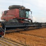 Statistics Canada is estimating Canadian farmers will harvest 2.5 million tonnes of lentils, up from 1.67 million tonnes last year. One analyst thinks it will be 100,000 to 150,000 tonnes smaller than that with the entire reduction coming from red lentils. | File photo