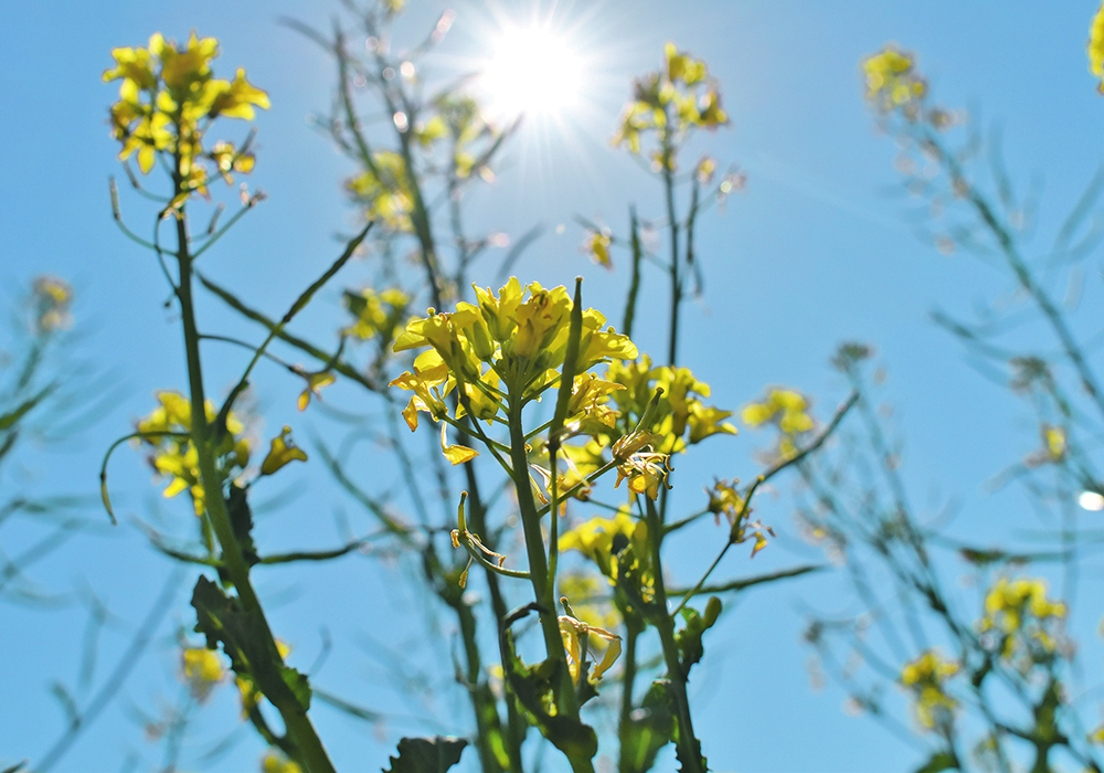 Regardless of any changes in leadership and climate change policy that might occur in the next year, one thing is for certain — North American farmers will find their businesses affected in some way. | File photo