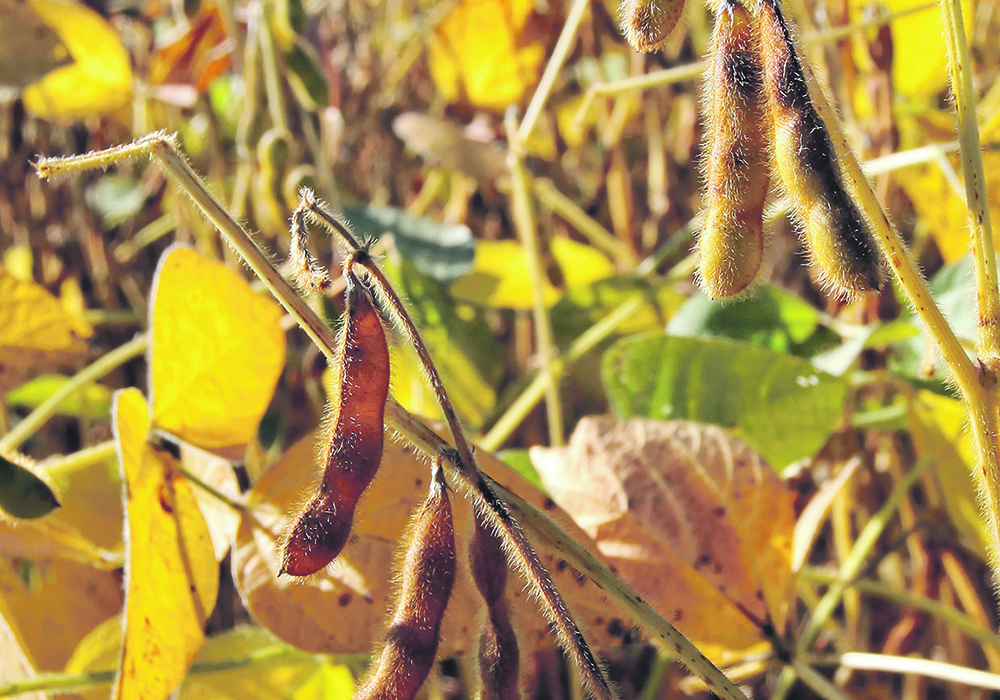 Brazil’s soybean area is expected to reach 114.7 million acres in 2024-25, which would mark the worst year-on-year performance since 2006-07.  |  File photo