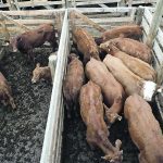 Industry officials say the costs of operating a livestock auction have increased significantly, and margins are tight on fewer cattle. | File photo