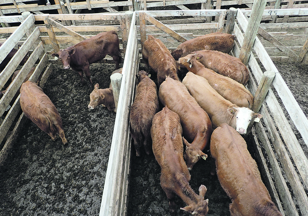 Industry officials say the costs of operating a livestock auction have increased significantly, and margins are tight on fewer cattle.  |  File photo