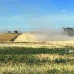 Canola is harvested Sept. 2 south of Delisle, Sask. The recent news that China is launching an anti-dumping investigation into Canadian canola has created uncertainty for growers. | Paul Yanko photo