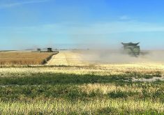 Canola is harvested Sept. 2 south of Delisle, Sask. The recent news that China is launching an anti-dumping investigation into Canadian canola has created uncertainty for growers.  |  Paul Yanko photo