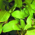 Manitoba's provincial weed specialist was seeking an answer to the white cockle question because several farmers in Manitoba found the weed in their hay fields this summer. | File photo
