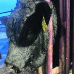Soft swelling under the jaw in this healthy purebred bull calf was caused by a salivary duct rupture and the accumulation of fluid. | Roy Lewis photo