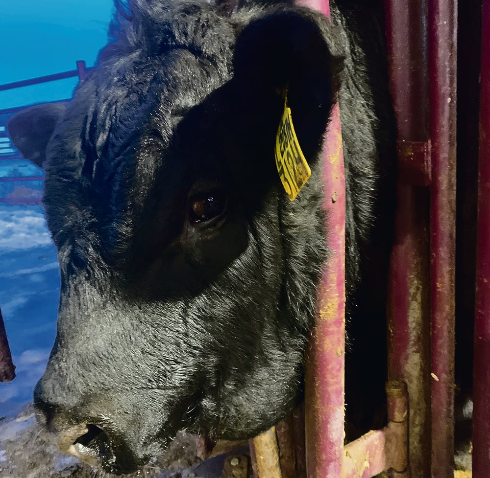 Soft swelling under the jaw in this healthy purebred bull calf was caused by a salivary duct rupture and the accumulation of fluid.  |  Roy Lewis photo