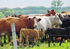 Cow-calf pairs are grazing in a pasture with a barbed-wire fence in the foreground.