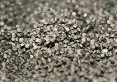 Research at North Dakota State University found cereals such as wheat, barley and oats are pretty tolerant of even repeated handling, but corn was less so. Soy was the most vulnerable, as are pulse crops. | File photo