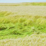 Lodging often occurs in headlands, where seeding and nitrogen rates may be concentrated due to multiple passes. | Alexis Stockford photo