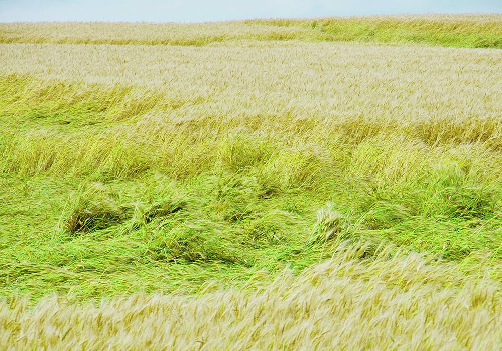 Lodging often occurs in headlands, where seeding and nitrogen rates may be concentrated due to multiple passes. |  Alexis Stockford photo