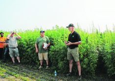 Jeff Kostuik of Verve Seeds, left, and Clarence Shwaluk of Manitoba Harvest speak at a southwestern Manitoba field day near Melita in July.  |  Gord Leathers photo