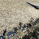 Farm Credit Canada says productivity in oilseed and grain milling jumped significantly in the last 20 years because companies invested millions to construct large-scale canola crushing and oat milling plants on the Prairies. | File photo