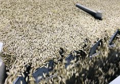 Farm Credit Canada says productivity in oilseed and grain milling jumped significantly in the last 20 years because companies invested millions to construct large-scale canola crushing and oat milling plants on the Prairies.  |  File photo