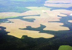 Brazil’s constitution set aside lands for the exclusive use of Indigenous communities, while a 1973 law outlaws renting these lands or forming partnerships to grow commercial crops. However, the restrictions are not codified in the country’s penal code, which makes enforcement difficult.  |  Reuters photo