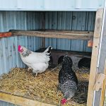 The backyard hen program that was started this summer at a long-term care home in an Alberta hamlet aims to bring a bit of farm life into the residents’ daily living. | Joan Mudryk photo