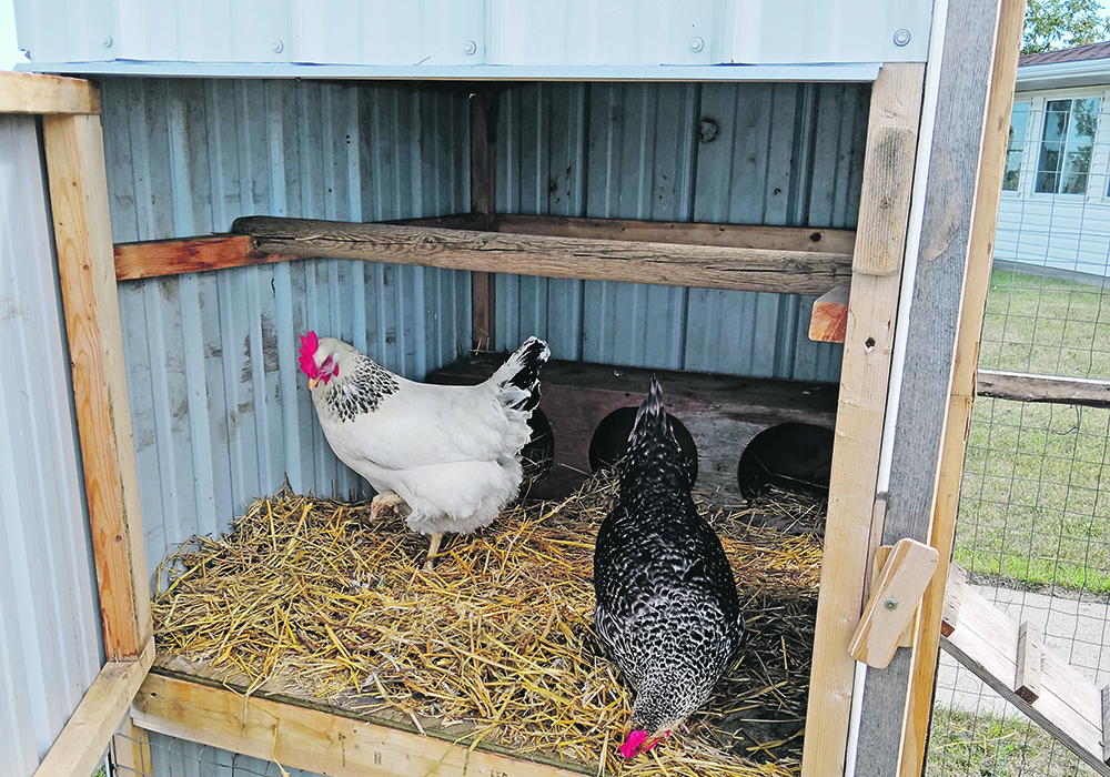 The backyard hen program that was started this summer at a long-term care home in an Alberta hamlet aims to bring a bit of farm life into the residents’ daily living.  |  Joan Mudryk photo