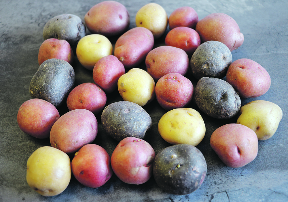 Little potatoes are fully mature small potato varieties that measure 19 to 42 millimetres and have a creamy texture and thin edible skin. They are available in a variety of colours, ranging from red, white, gold and purple.  |  Betty Ann Deobald photo
