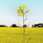 Farmers in America’s southern Plains are once again thinking about canola because a major player is retrofitting an oilseed plant in Kansas to crush both soybeans and canola. | File photo