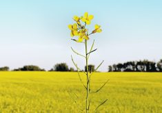 Farmers in America’s southern Plains are once again thinking about canola because a major player is retrofitting an oilseed plant in Kansas to crush both soybeans and canola. | File photo
